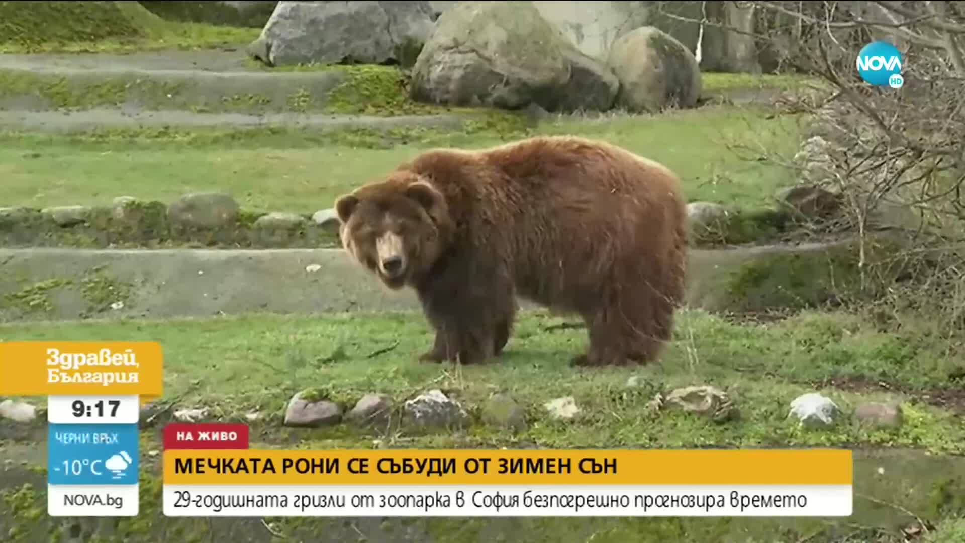 Мечката гризли от зоопарка в София се събуди от зимен сън