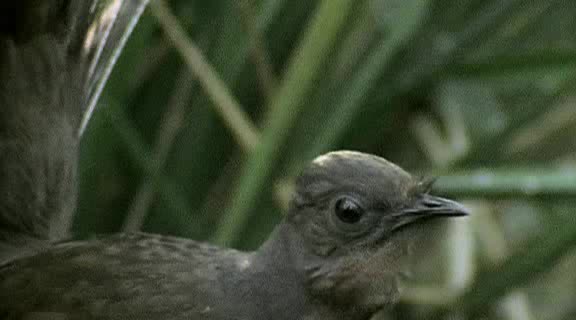 Птицата лира - птицата с една от най-уникалните песни