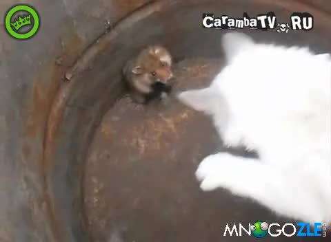 Коте срещу хамстер *смях* 