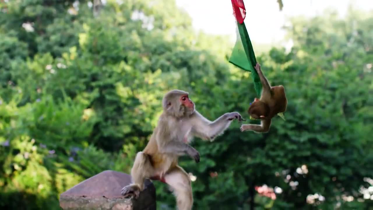 Изумителният храм с маймуните - Swayambhunath ..