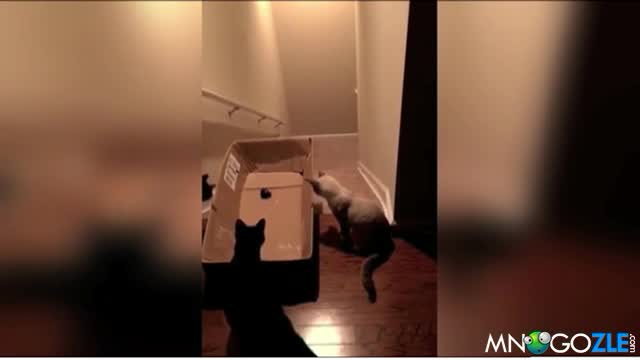 Котешка шейна
