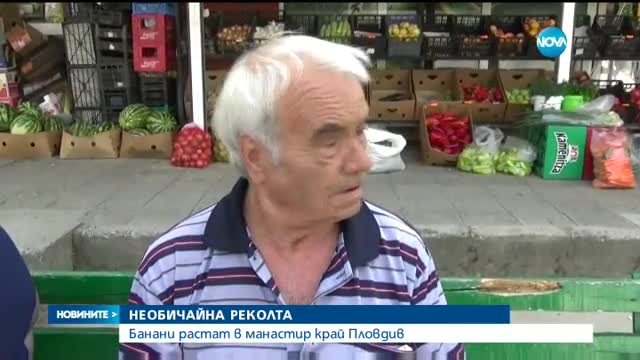 Бананови дръвчета растат в манастир край Пловдив