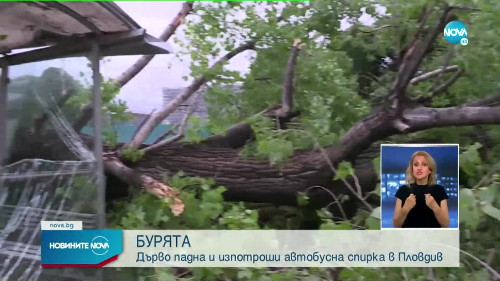 Голямо дърво падна върху спирка в Пловдив