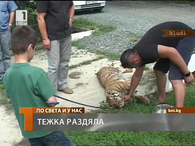 Тежка раздяла с тигър