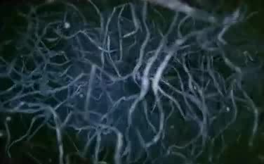 Процесът на оплождане и износване на едно бебе е наистина изумителен! 
