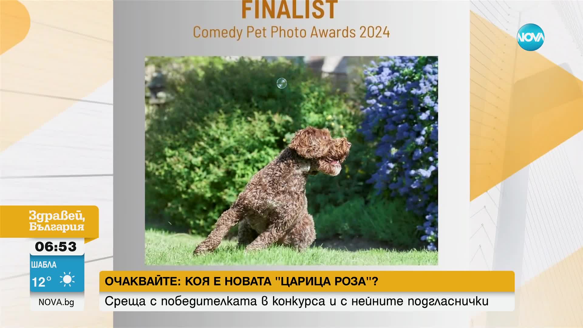 Фотоконкурс отличи най-смешните ситуации с животни