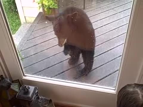 Малко мече иска да си играе с котката...