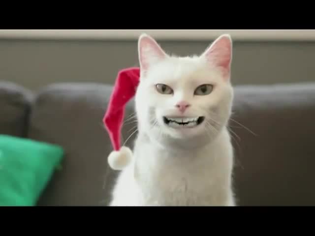 Котка пее коледна песничка (смях)