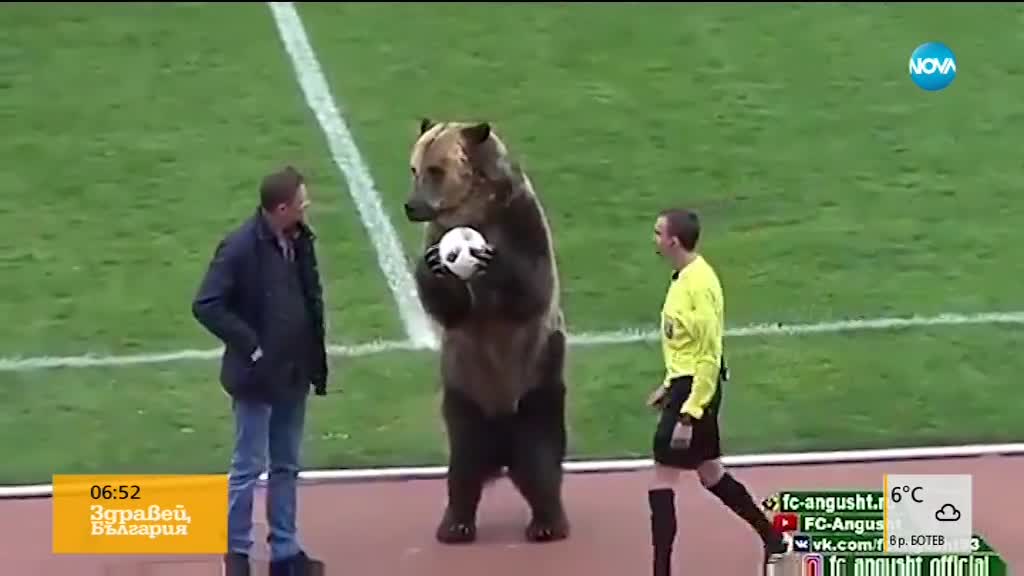 Не съдия, а мечка даде началото на мач в Русия