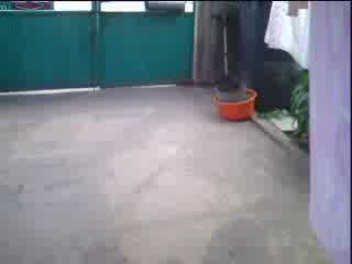 Сибирско Хъски Яде Сладолед 