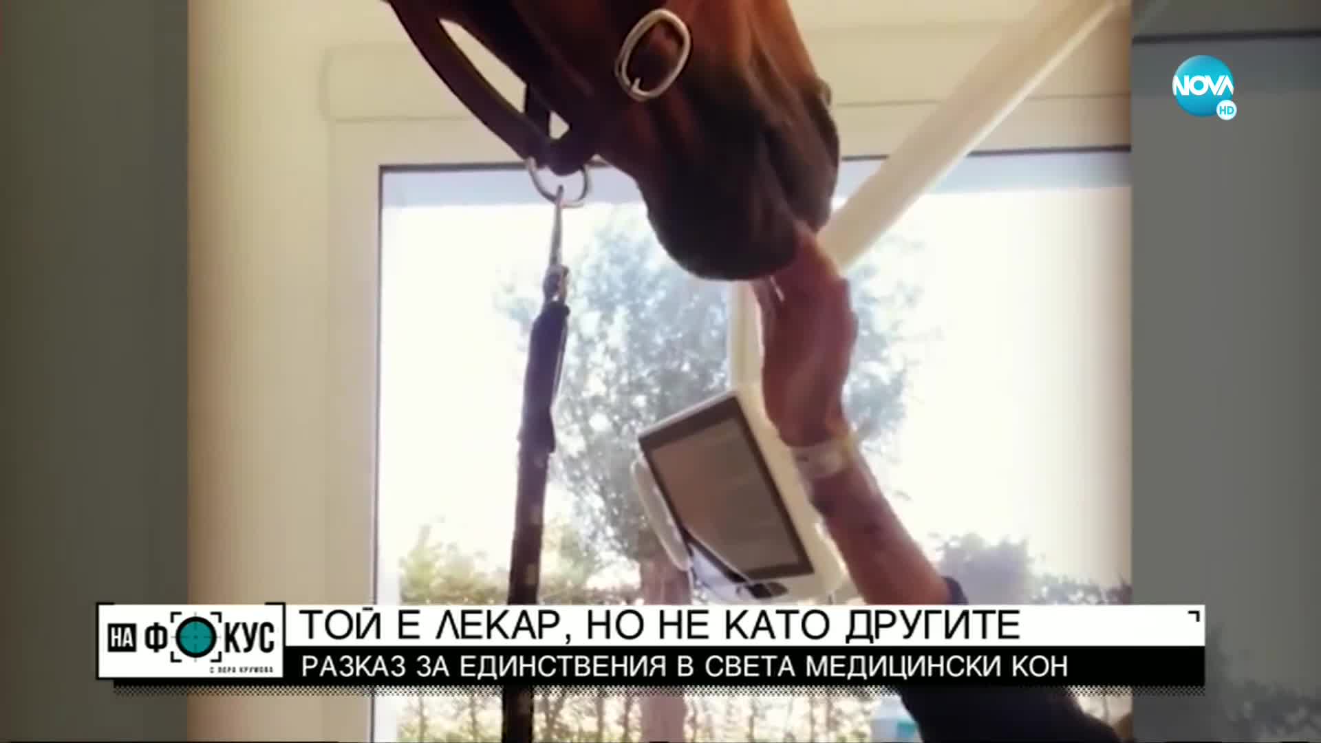 Историята на Пейо - единственият в света медицински кон