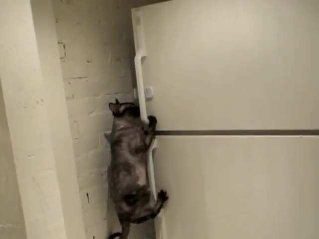 Котенце само си отваря фризера