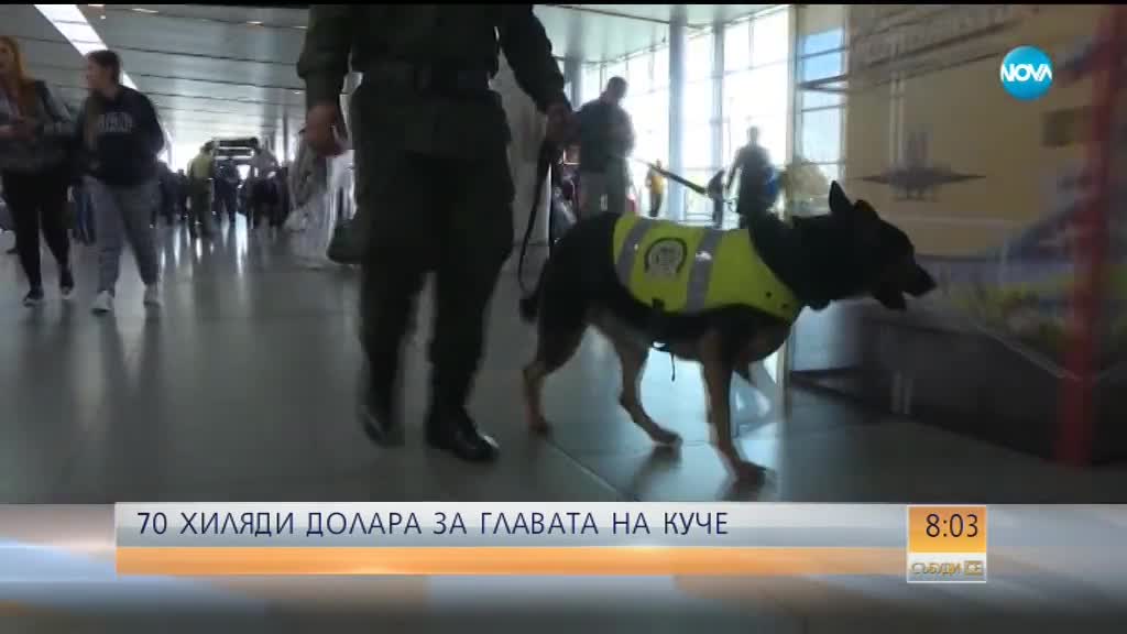 Бандити обявиха 70 000 долара за главата на полицейско куче