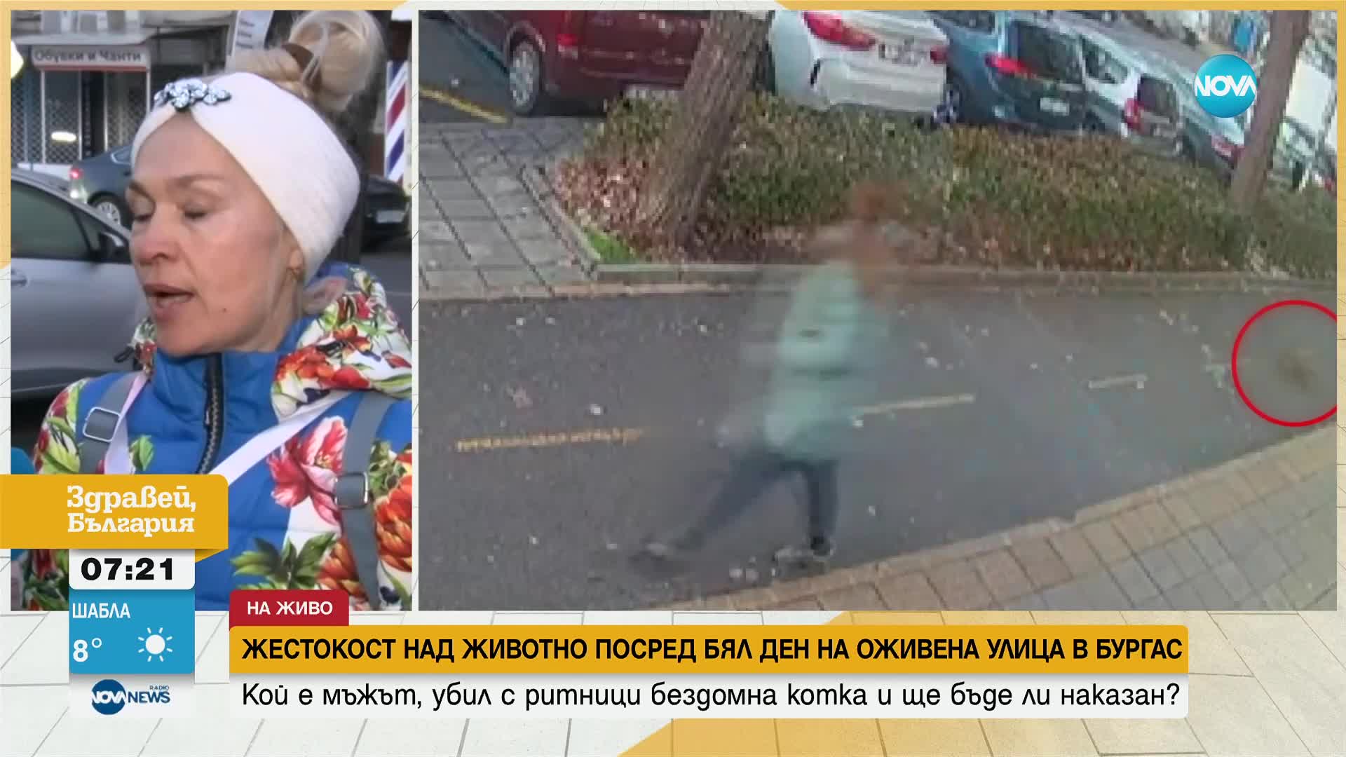 Мъж уби с ритници бездомна котка на оживена улица в Бургас