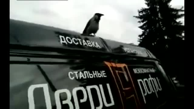 В Русия и птиците не са добре ... врана кукурига като петел !!!