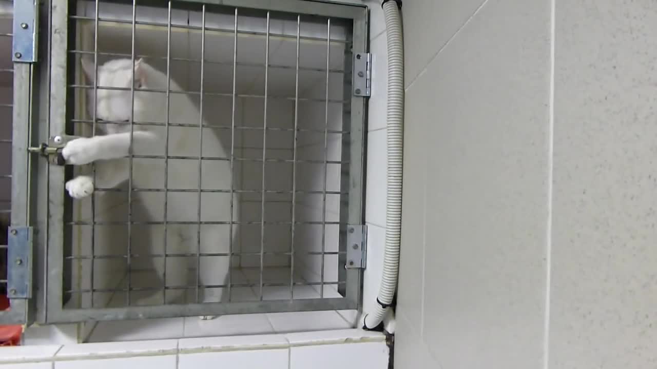 Най - умната котка на света !