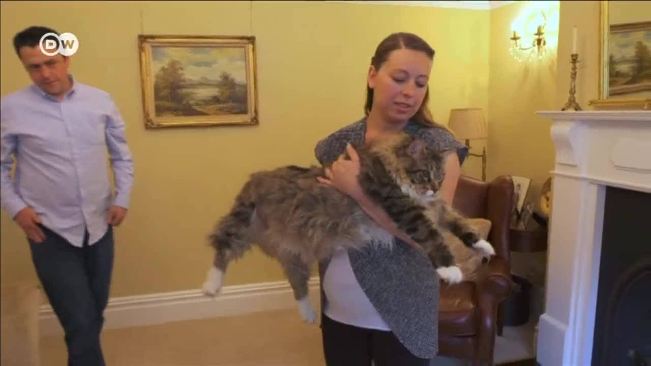 Животински рекорди! Най-огромната котка в света!