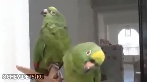 Дует пияни папагали