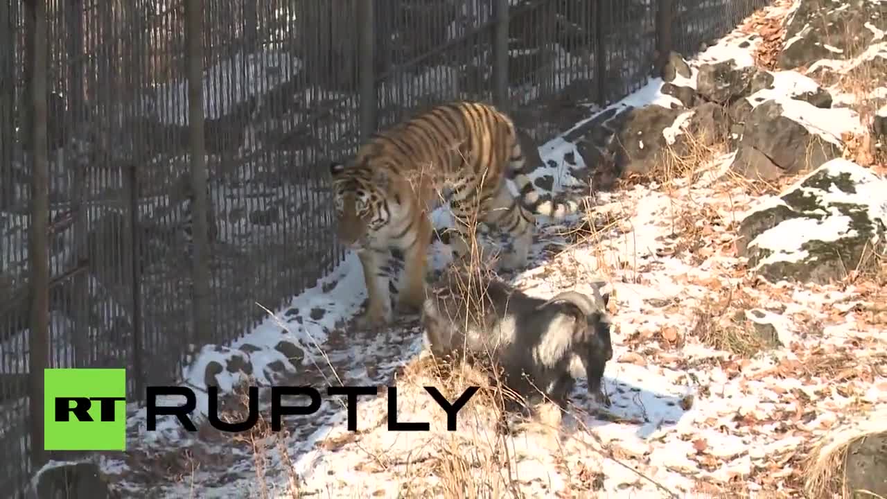 Амурски тигър стана приятел с храната си