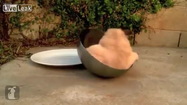 (смях) това кученце не може да излезе от купичката
