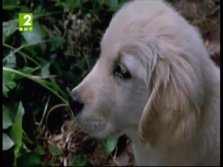 Наполеон 1995 Бг Аудио Целият Филм Tv Rip Бнт 2 04.03.2016