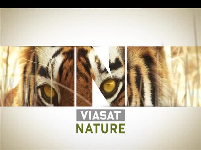 Изумителни пейзажи, неопитомени диви животни само по Viasat Nature