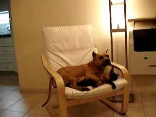 Pit Bull Rullz Dog