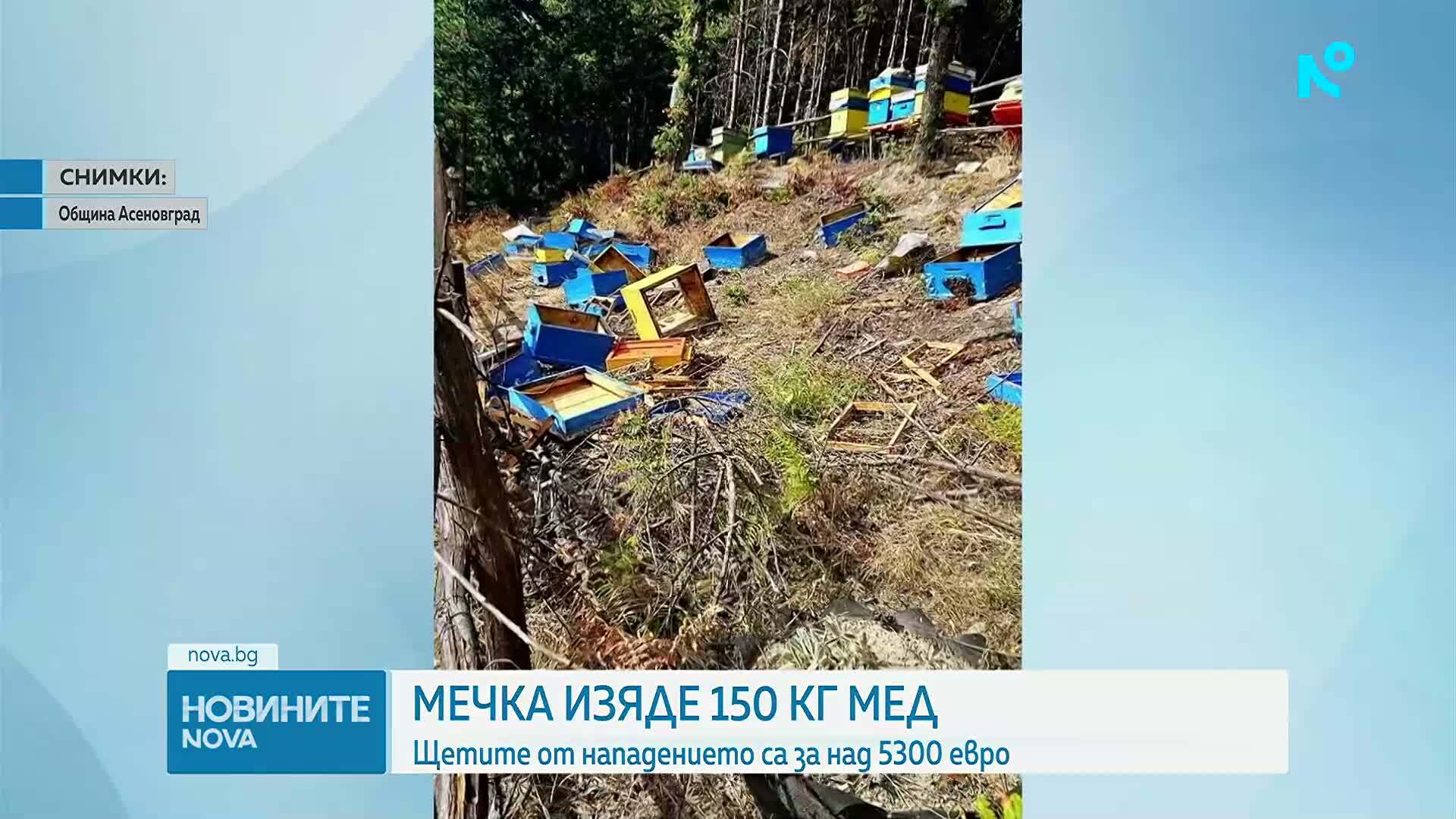 Мечка унищожи пчелин в Асеновградско и изяде 150 кг мед