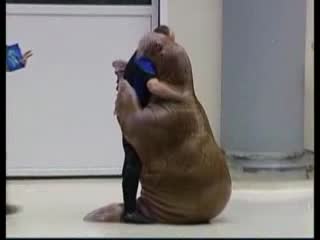 Морж свири на саксофон