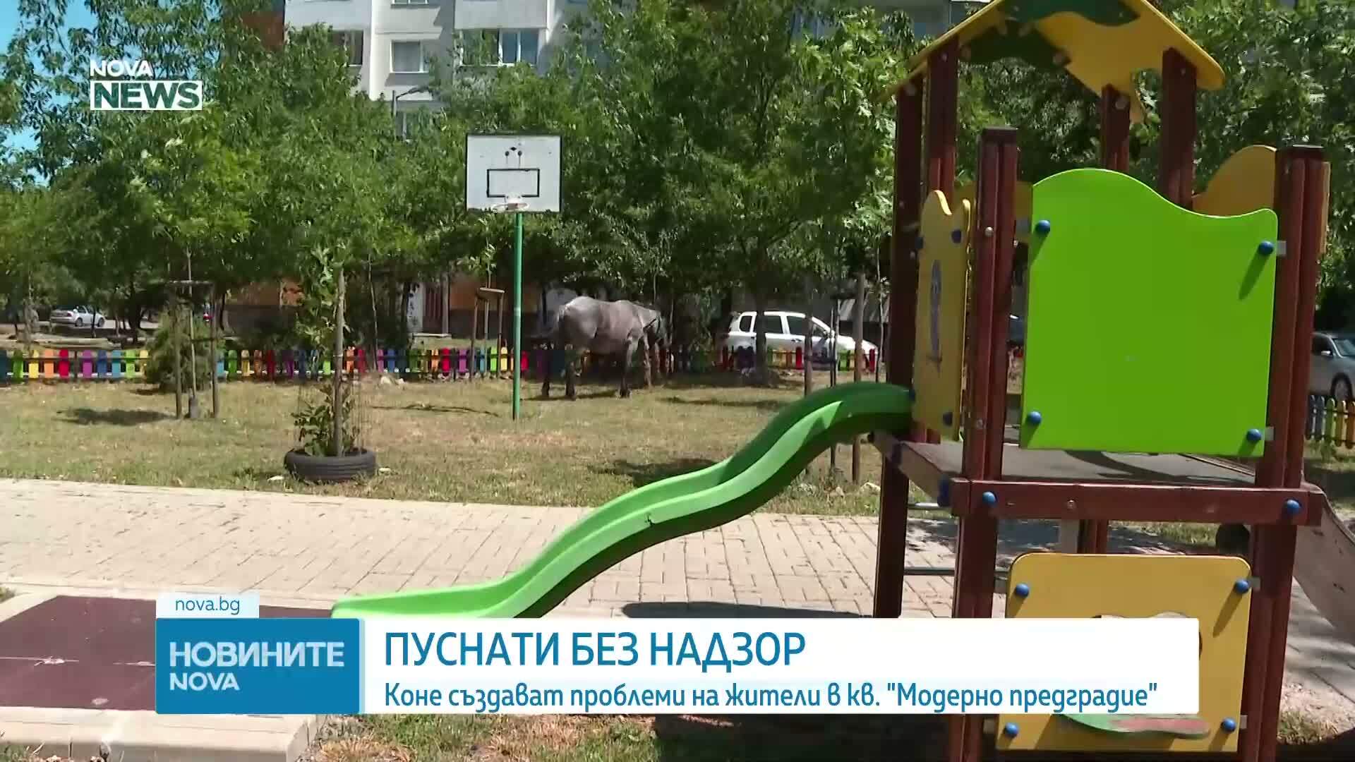 Жители на София се оплакват от безнадзорно пуснати коне