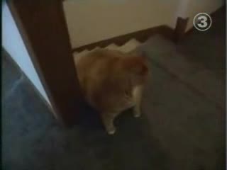 Най - Дебелата Котка