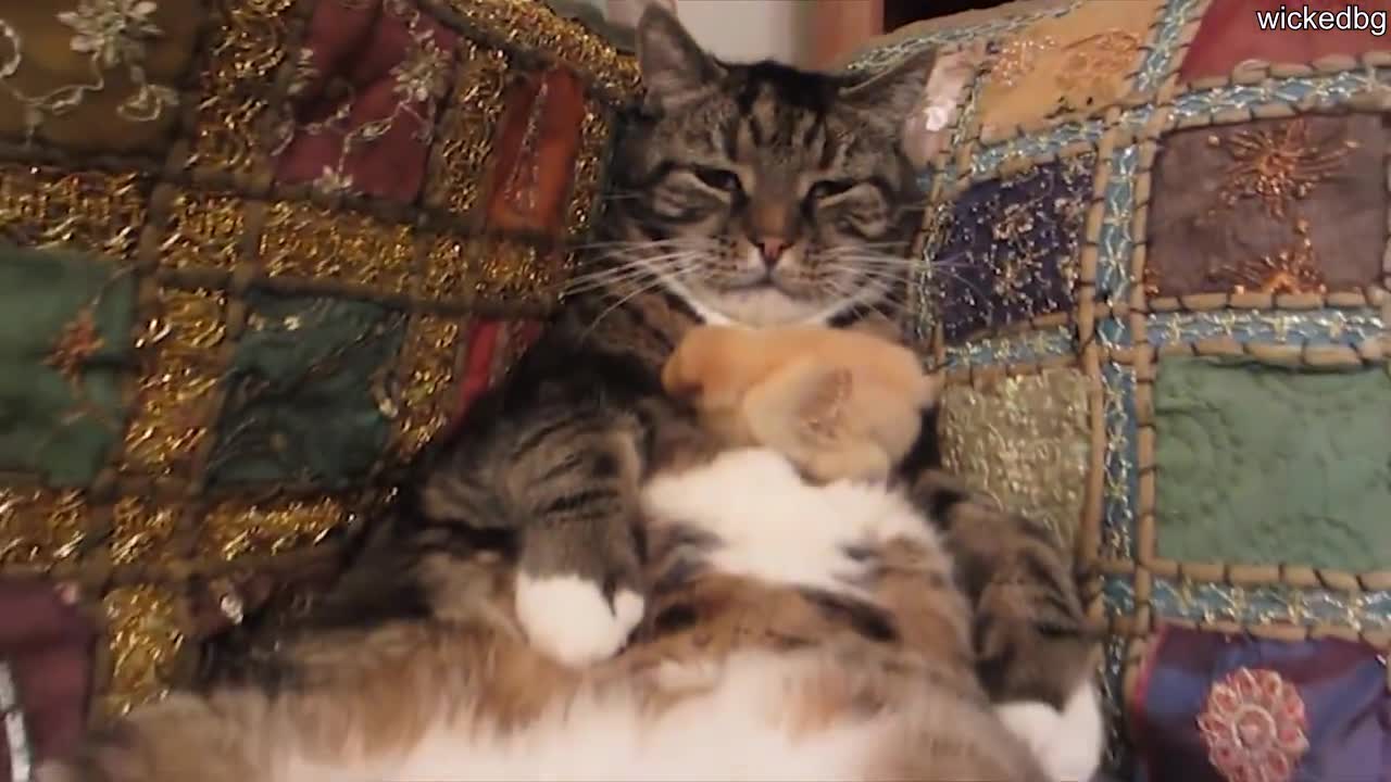 Малко пиленце стои върху коте