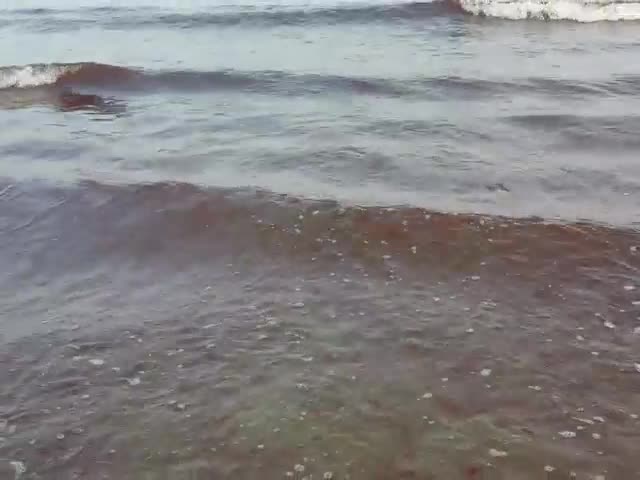 Червени водорасли нападнаха Приморско