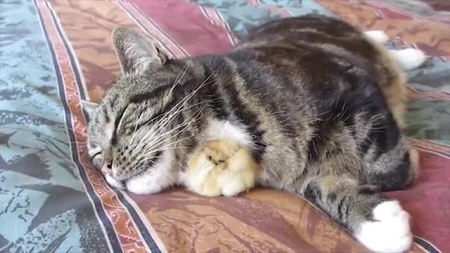 Пиленце се сгушва под брадичката на коте и заспива