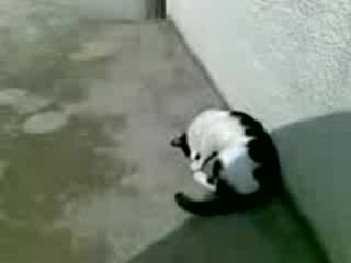 Малко Котенце 2