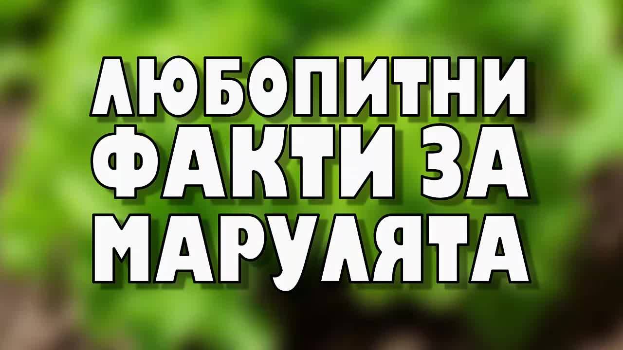 Любопитни факти за марулята