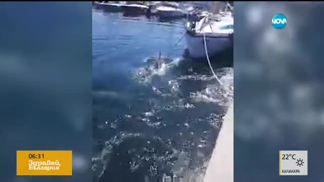 Делфини на яхтеното пристанище в Созопол