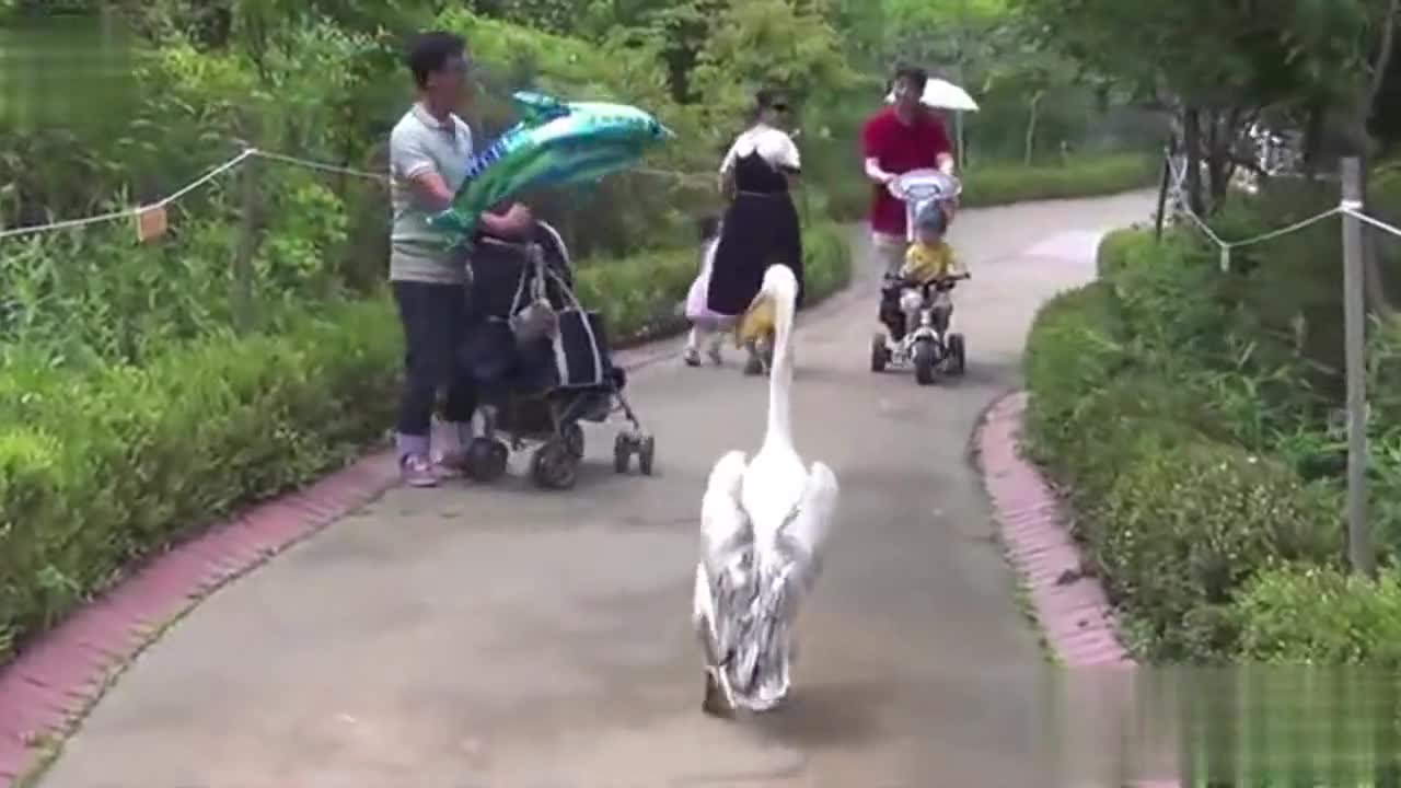 смях!! Пеликан се разхожда като кмет на село