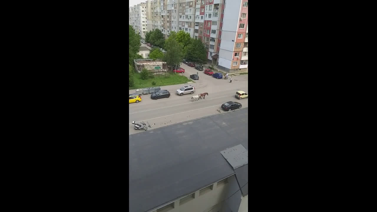 Коне вървят свободно по столичен булевард