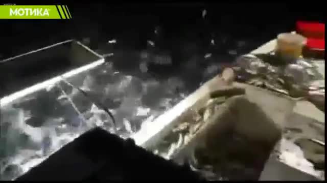 Как да накараме рибите да дойдат сами при нас!