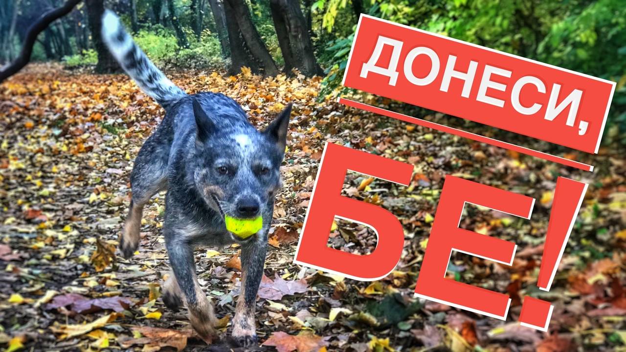 Как да науча кучето да носи играчка
