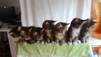 Сладки котета клатят глави в ритъм