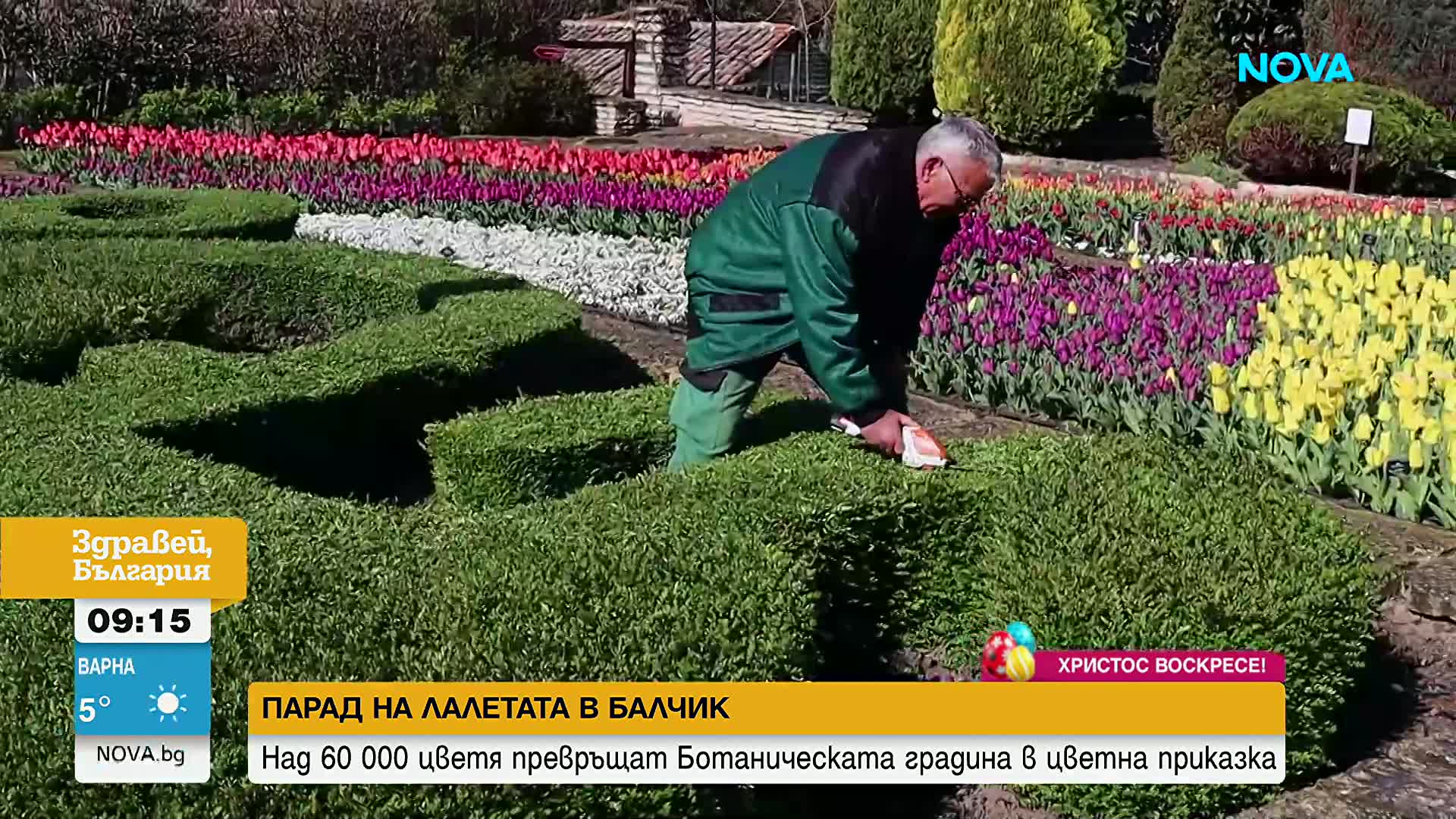 Парад на лалетата превръща Ботаническата градина в Балчик в цветна приказка