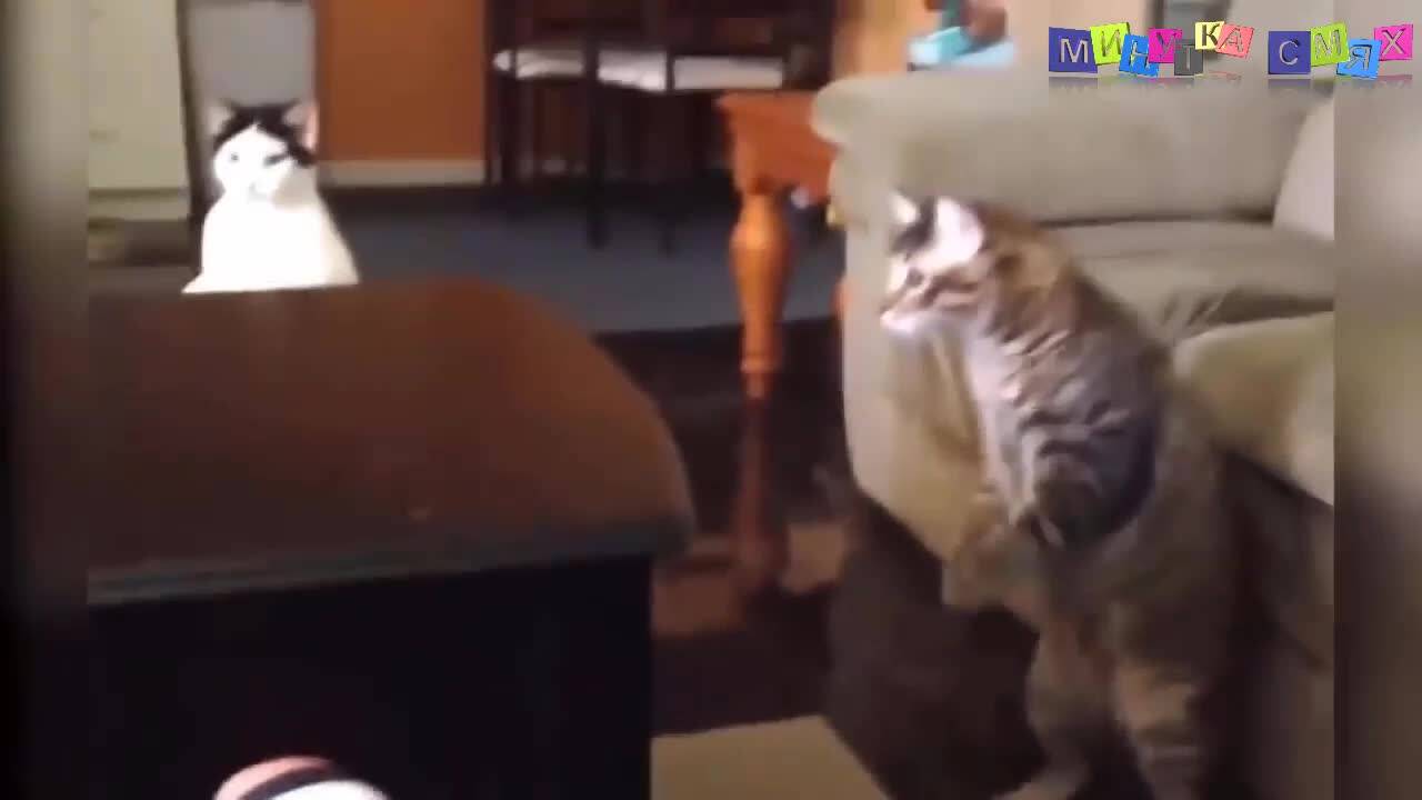 Много яки изцепки, които няма къде да видите! - Минутка смях