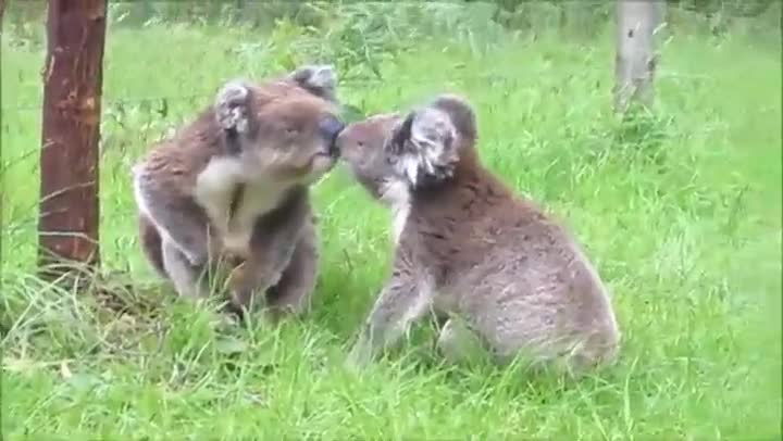 Коали влизат в кратък ръкопашен бой , смях
