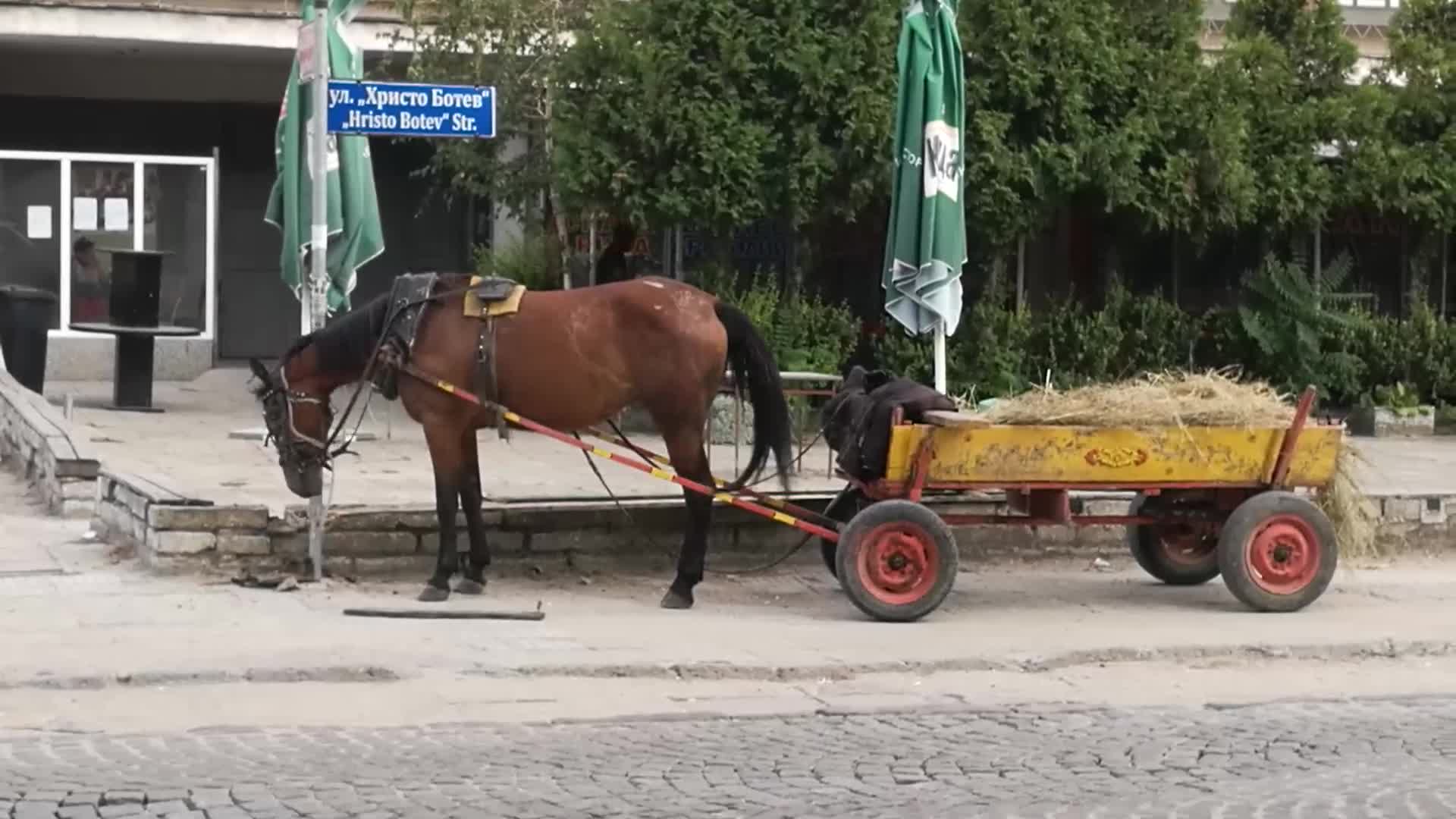 Коневръза в с. Войводиново, Пловдив