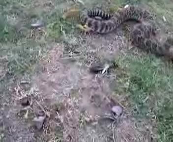 Змия С Отрязана Глава