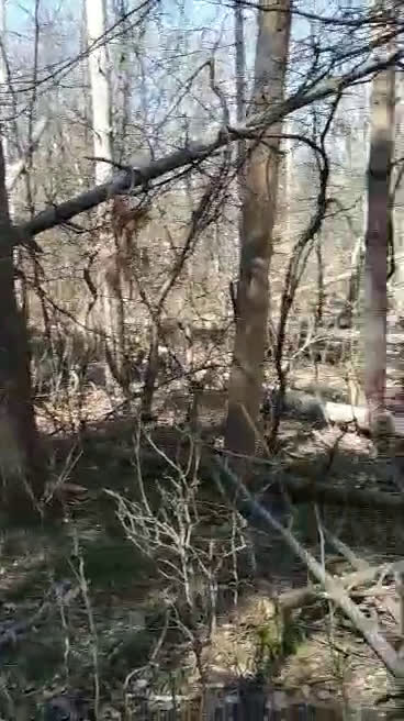 Сеч на дървета в Западен парк
