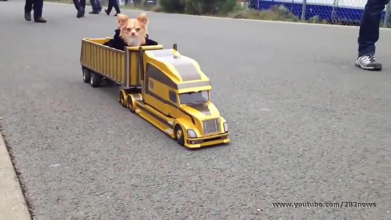 Кученце с личен транспорт