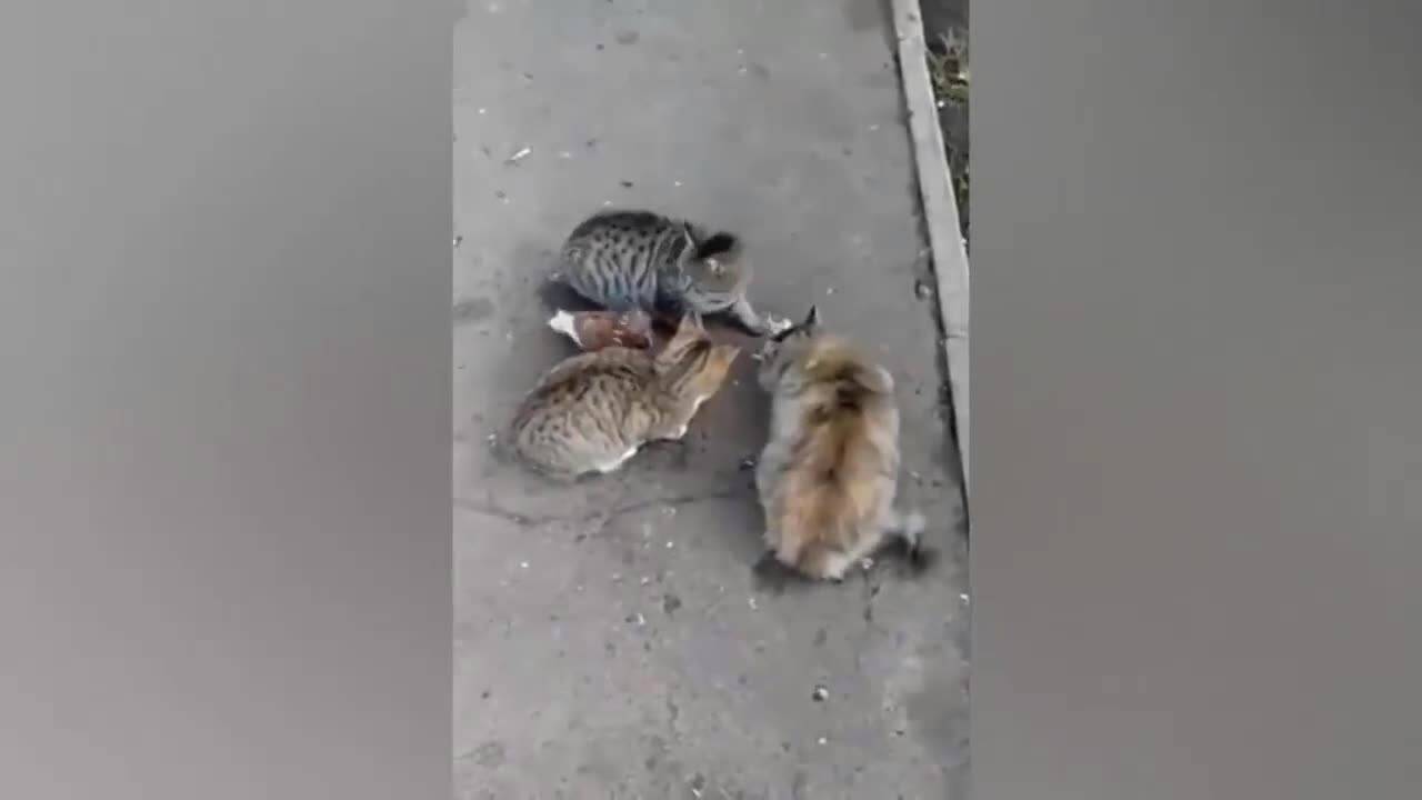 Много смях - Яка забава